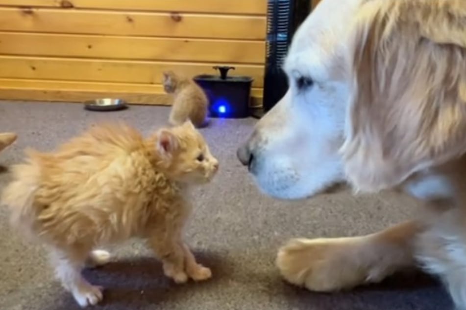 Das kleine Katzenbaby sträubt sich. Golden Retriever Lincoln guckt es neugierig an.