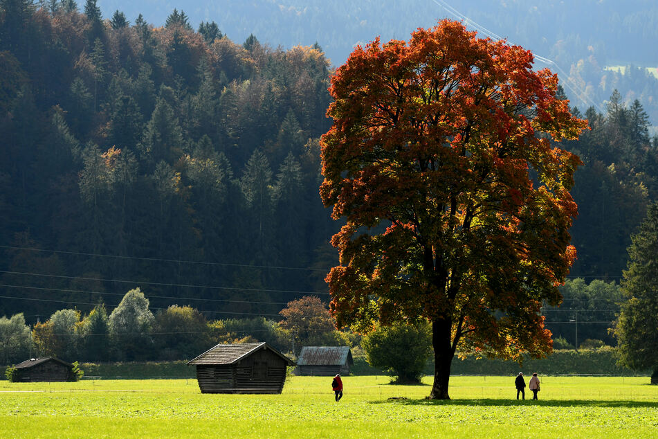 Spaziergänger gehen an einem herbstlich gefärbten Laubbaum vorbei. Das Wetter bleibt in Deutschland kommende Woche herbstlich.