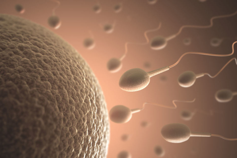 Die Spermien müssen sich aktiv nach vorne bewegen, doch nur einer wird das Rennen machen.