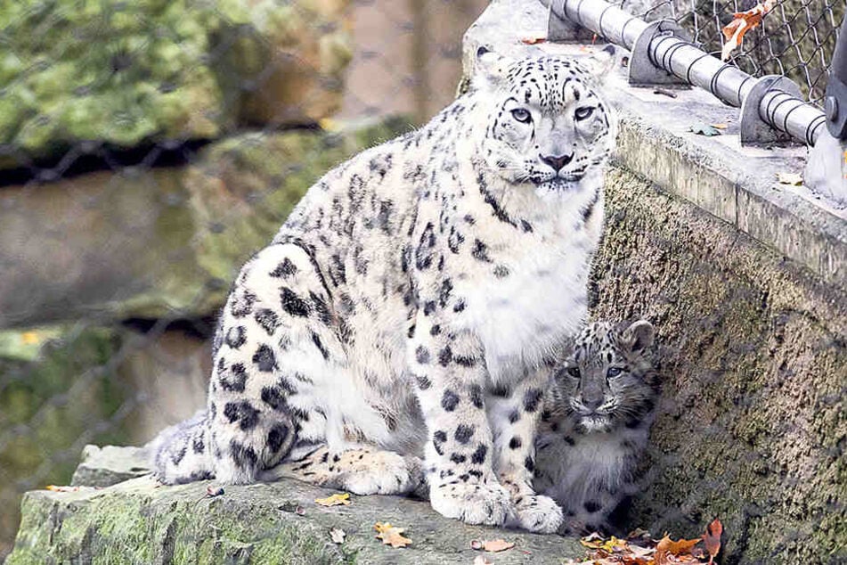 Sensation: Die Schneeleopardin
Istari (5) hat Nachwuchs bekommen,
den sie aber noch nicht zeigt.