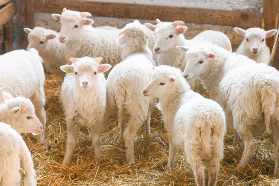 Diesen süßen Osterlämmern bleibt der Kochtopf (noch) erspart: Bei Drutschmanns werden für derzeit nur Tiere aus dem Vorjahr geschlachtet.