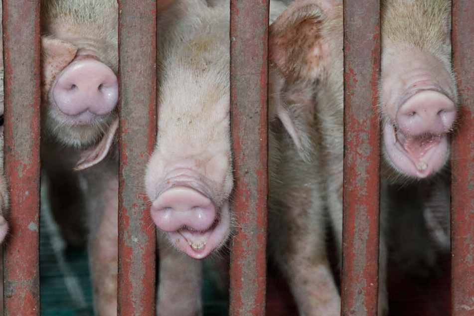 Die Schweine lebten unter katastrophalen Umständen. (Symbolbild)