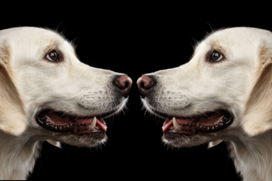 Als ihr Hund starb, lies seine Familie ihn kurzerhand klonen. (Symbolbild)