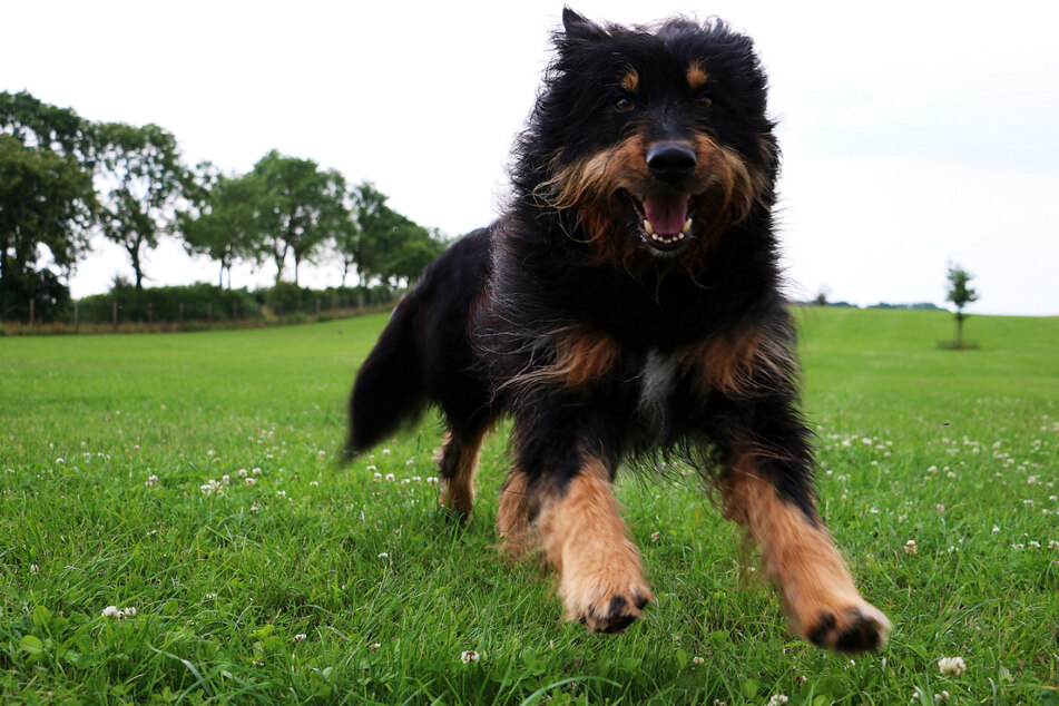 Vier Briard-Hunde fielen unvermittelt eine Joggerin an. (Symbolbild)