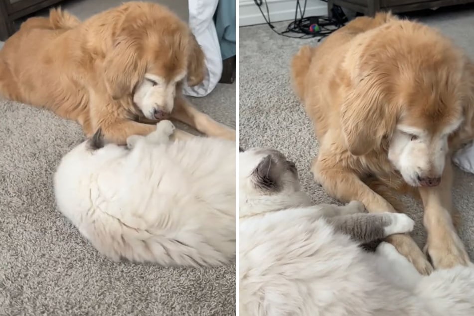 Ragdoll Josie really wants to show Golden Retriever Lucy something.