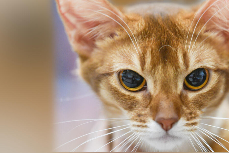 Frau rettet Streuner-Katze, dann gerät die Situation außer Kontrolle!
