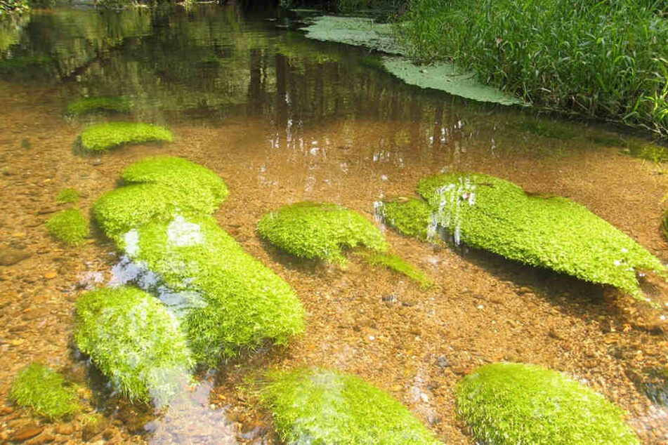 In der Kirnitzsch gedeiht der Wasserstern - er kommt recht häufig in Sachsens Flüssen vor.