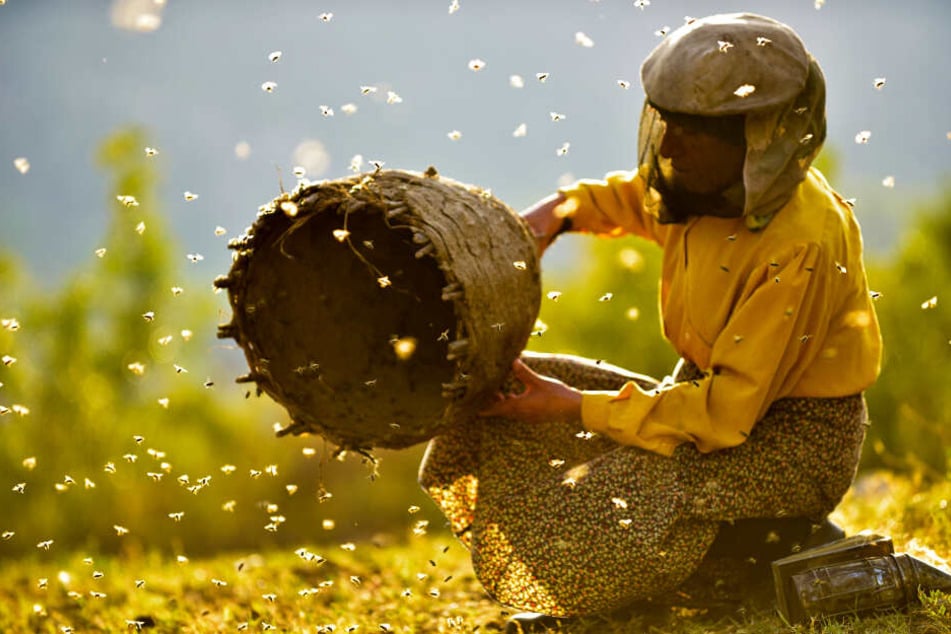 Hatidze und die Bienen: eine grandiose Geschichte über das friedliche Zusammenleben von Mensch und Tier.