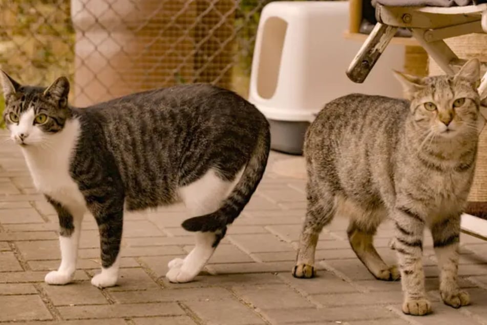 Krümel und Fussel gewöhnen sich langsam an ihre menschliche Umgebung.