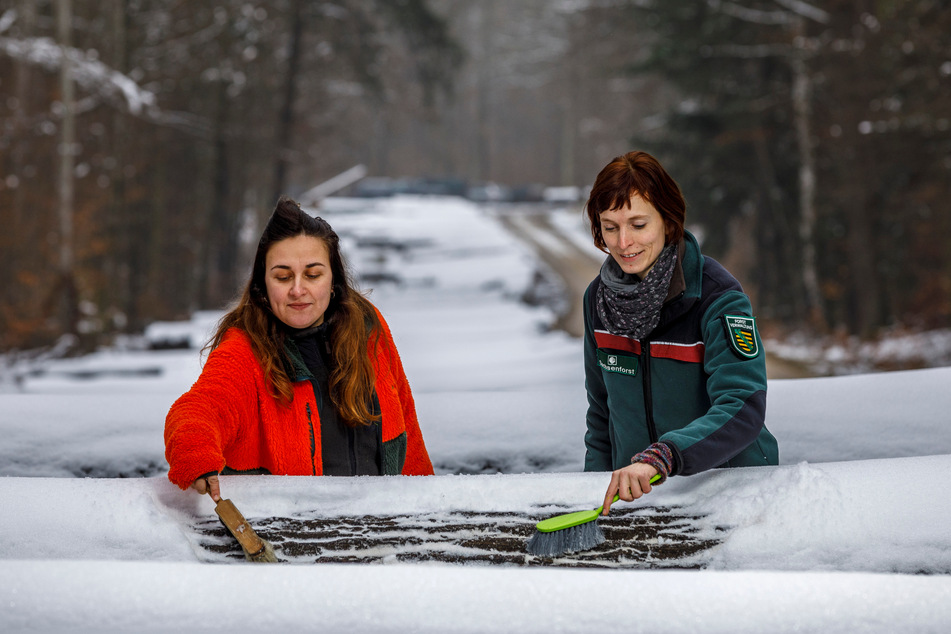 Damit sich Interessenten die Baumrinde anschauen konnten, befreiten die Sachsenforst-Mitarbeiterinnen Lisa Heistermann (r.) und Lisa Leon Pellegrin den Stamm vom Schnee.