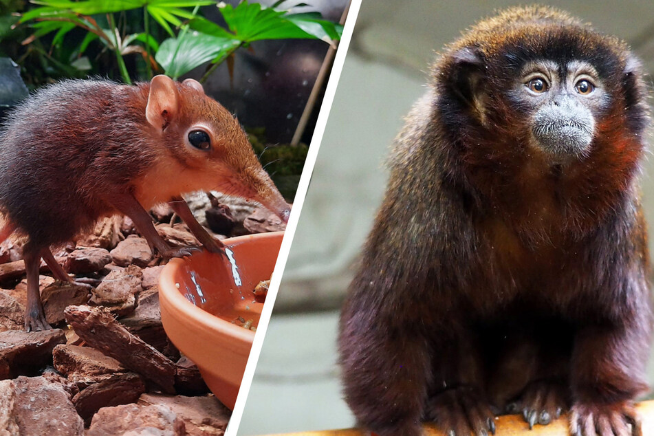 Neuzugänge im Leipziger Zoo: Sowohl im Neuen Vogelhaus als auch im Affengehege gibt es bald neue Tiere für Besucher zu bestaunen!