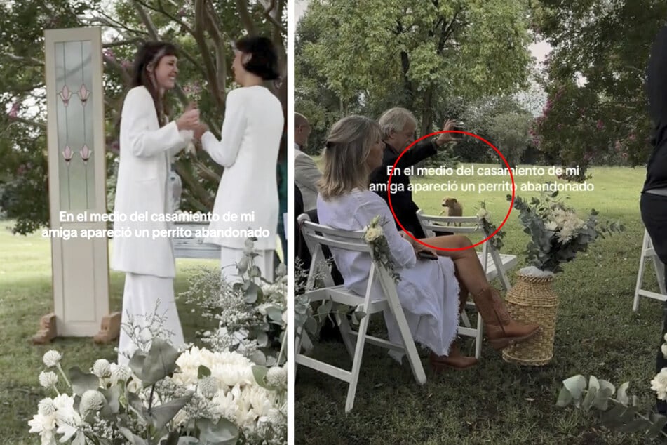 Bei einer Hochzeit in Argentinien tauchte plötzlich ein Straßenhund auf.