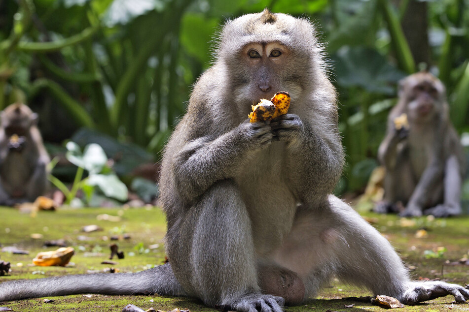 Makaken fressen Bananen während der Fütterungszeit im Sangeh Monkey Forest. Am liebsten lassen sich die Tiere von Touristen füttern.