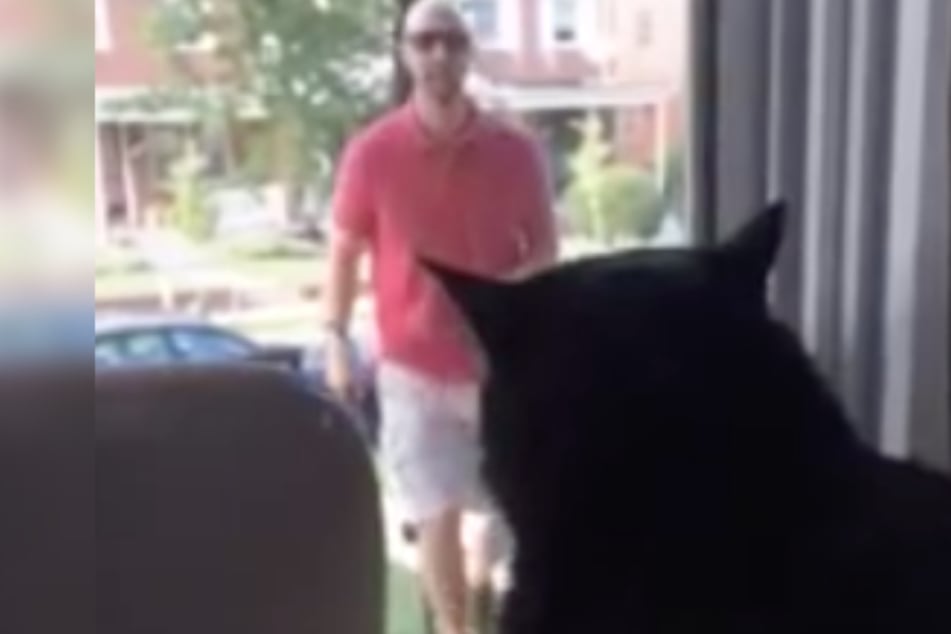 Cat goes crazy when she sees what her owner is bringing home