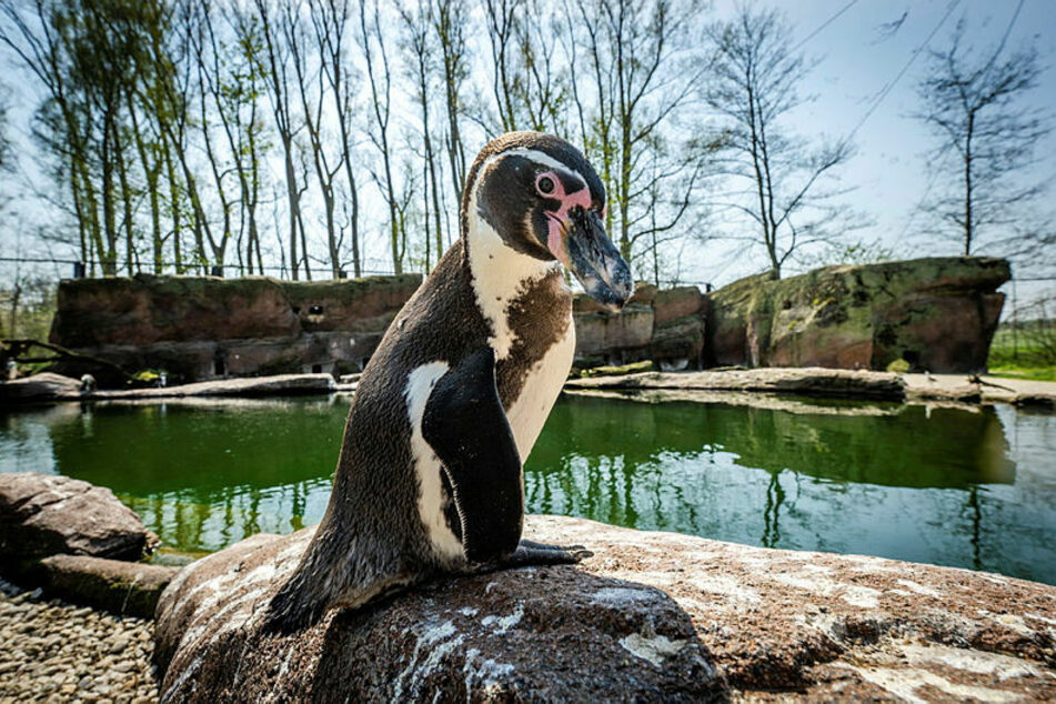 Penguin Gunther perches on a rock in a barn at the Zoo of America.  Humboldt penguins are among the attractions for visitors here.