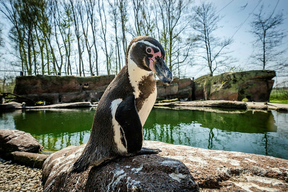 Pinguin Gunther sitzt auf einem Stein im Gehege des Amerika-Tierparks. Die Humboldt-Pinguine gehören hier zu den Besucherattraktionen.