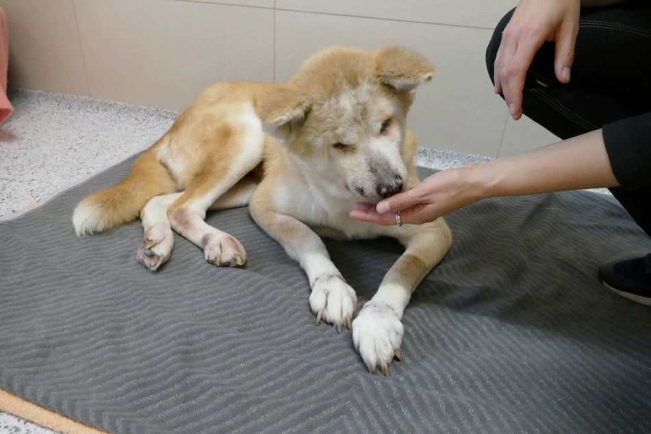 Diva ist sehr verschmust und lieb.