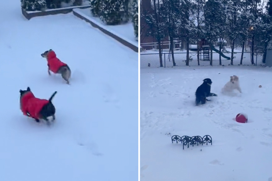 Playing in the snow is always more fun with a friend!