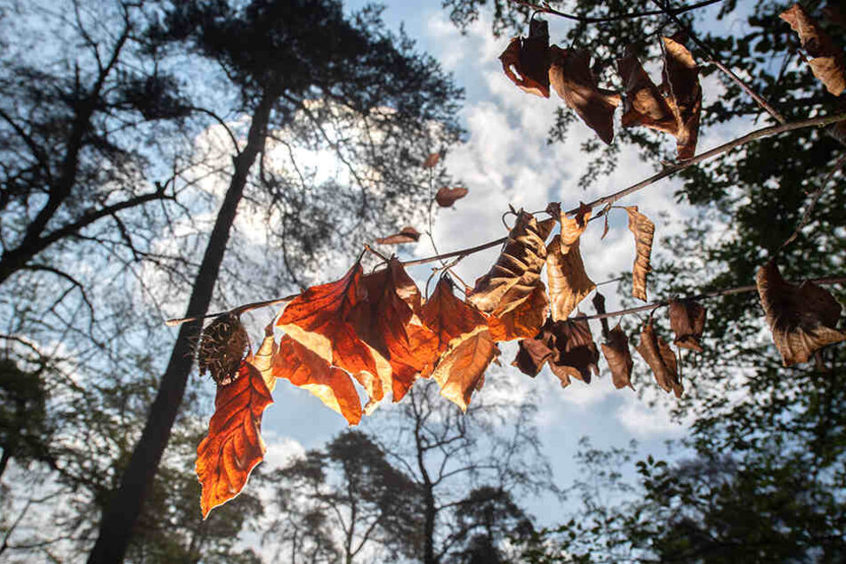 Völlig vertrocknet hängen einige Blätter an einem Baum.