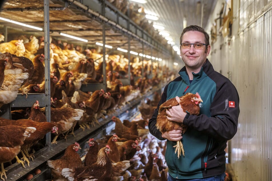 Glück gehabt: Die Hühner haben ihr Bestes gegeben, Sachsen hatte an Ostern doch genug Eier.