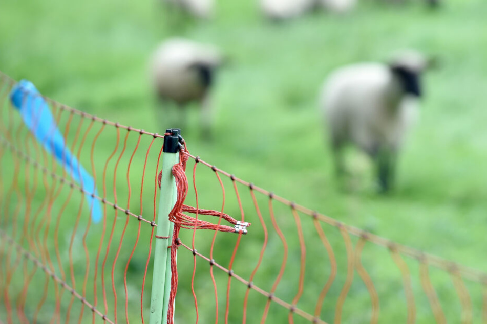 Elektrozäune sollen Schafe und andere Nutztiere vor Wölfen schützen. Allerdings bieten auch diese keinen hundertprozentigen Schutz.