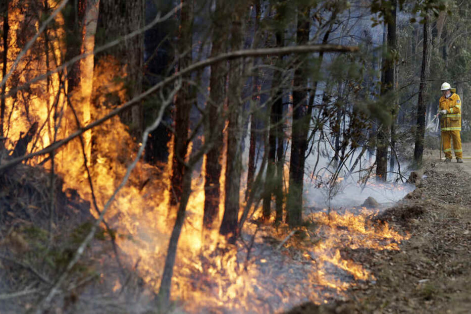 Die Buschfeuer in Australien haben nach Behördenangaben bereits mehrere Millionen Hektar Land verbrannt. (Archivbild)