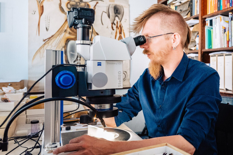 100 Millionen Jahre alt! Forscher entdeckt neue Tier-Gattung