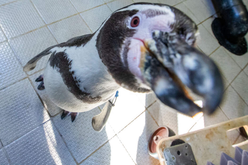 Bislang ist über das Gehör von Pinguinen wenig bekannt.