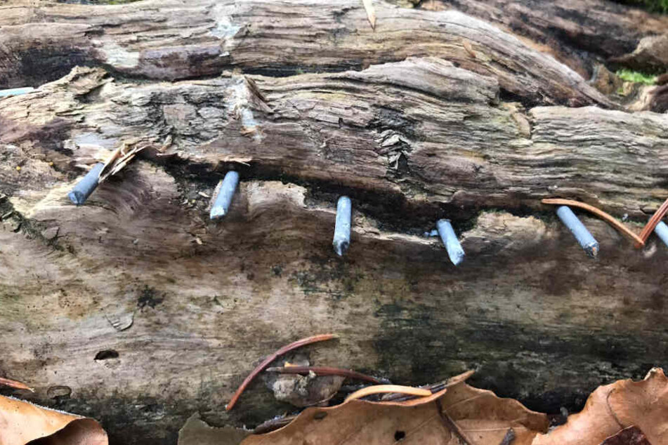 Nach dem Einschlagen wurden die Köpfe der Nägel abgeknipst, sodass sich die Verletzungsgefahr noch erhöht.