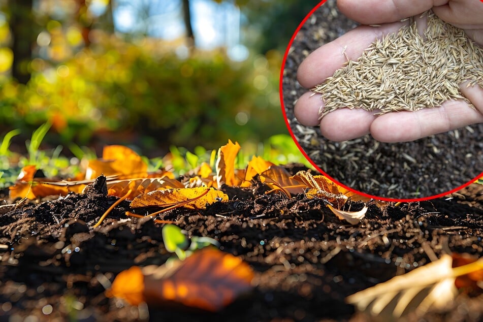 Wann sollte man Rasen säen? Im Herbst oder doch erst wieder im Frühjahr?