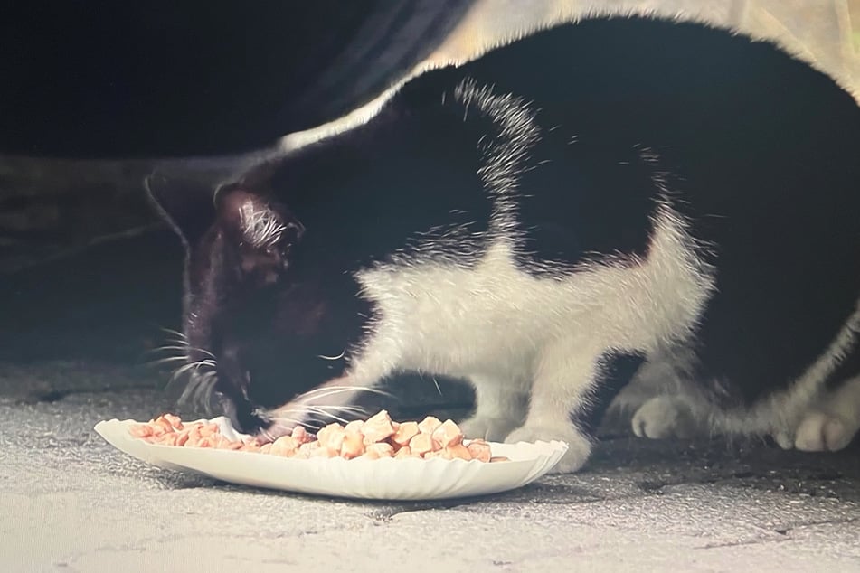 Viele der Streunerkatzen lebten jahrelang versteckt zwischen Hallen und verlassenen Gebäuden.