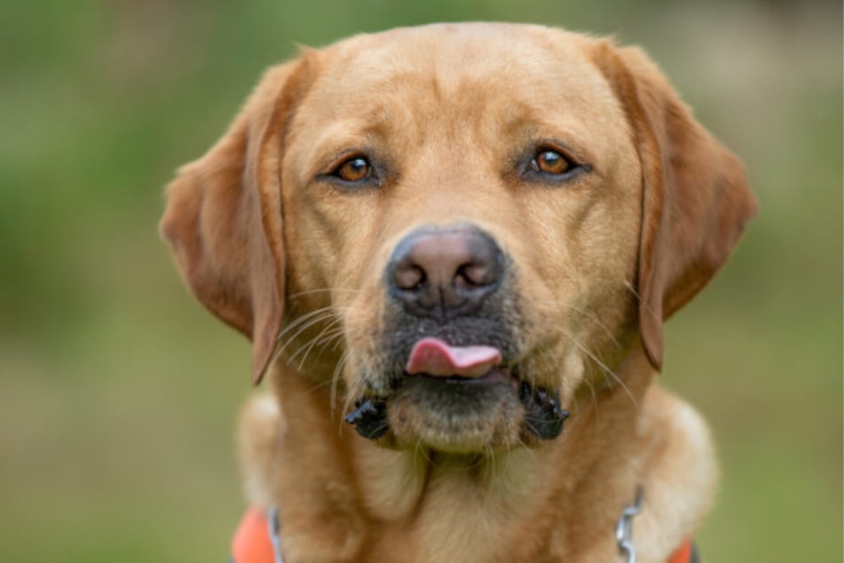Labrador Mr. Sam darf nicht unterschätzt werden und sucht daher ganz besondere Menschen.
