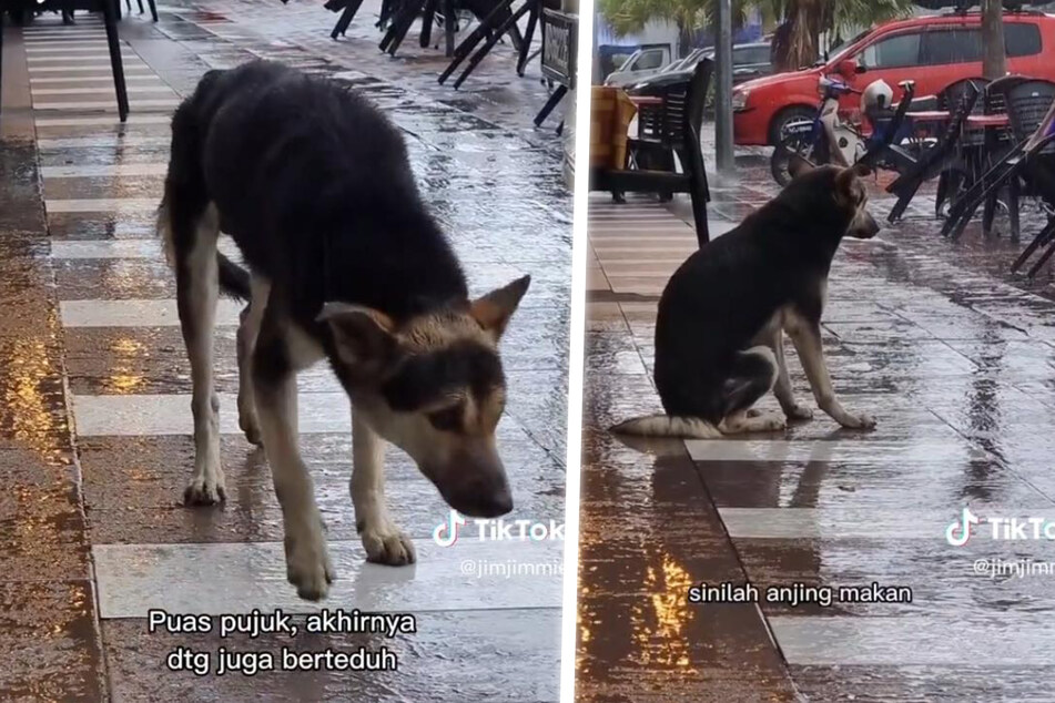 Trauriger Hund wartet tagelang im Regen auf Besitzerin: Virales Video sorgt für Happy End!