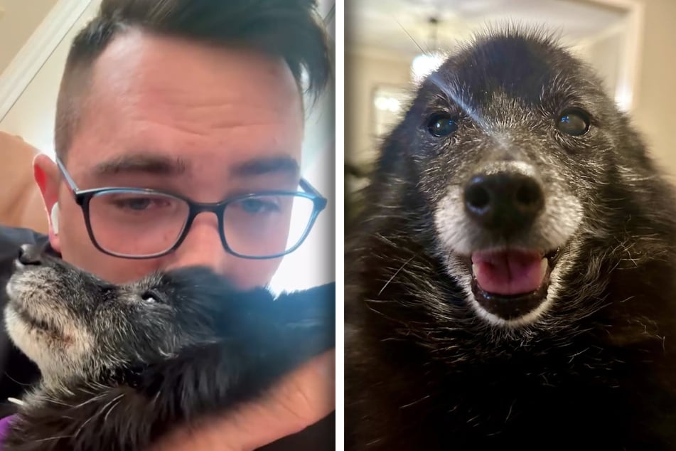 Hund weckt Herrchen morgens um 5 Uhr: Der unerwartete Grund lässt sein Herz schmelzen