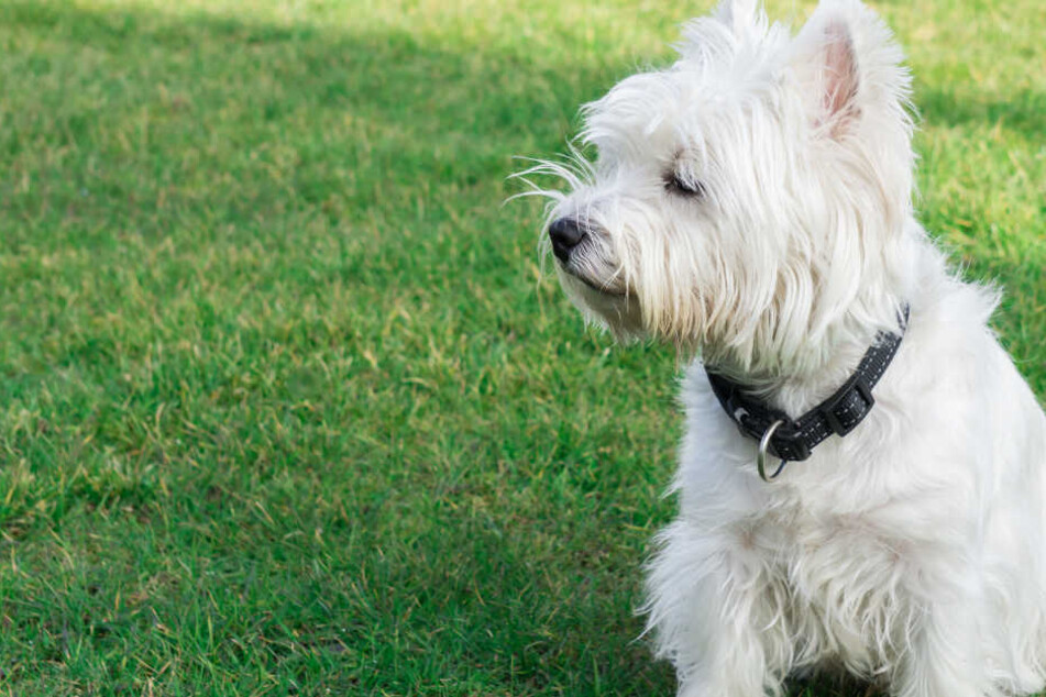 Der West Highland Terrier musste umgehend in die Tierklinik und wurde operiert (Symbolbild).