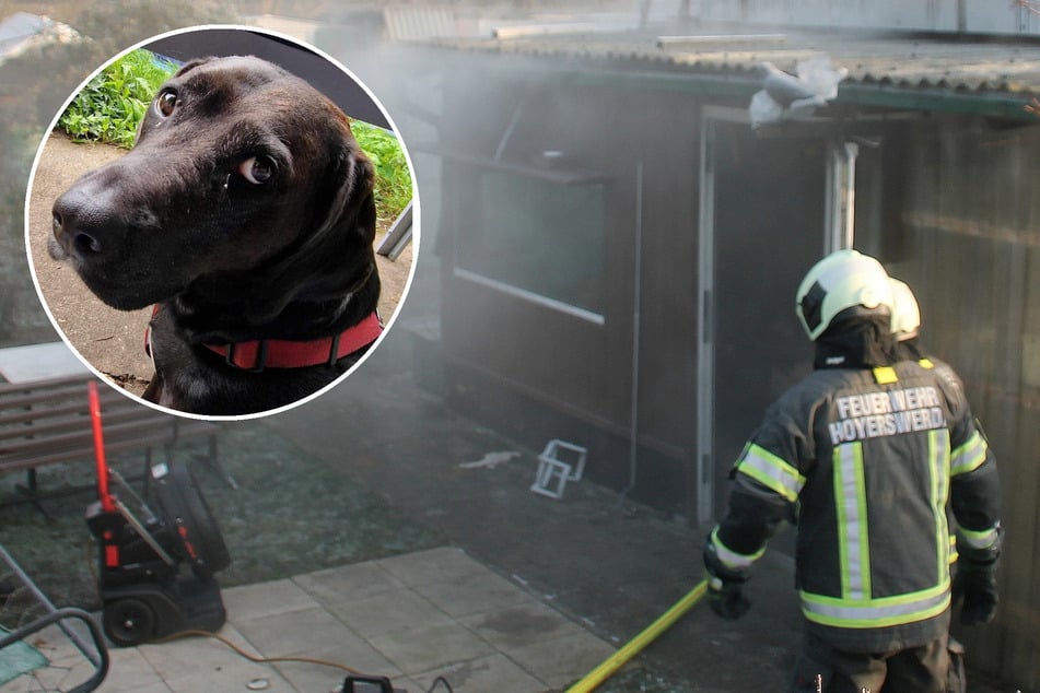 Labrador verhindert Großbrand in Hoyerswerda!