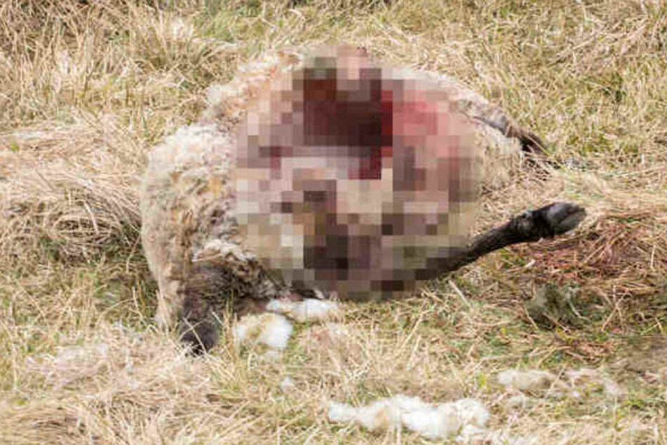 In Oberwiesenthal starben Mitte April mehrere Schafe durch einen Wolf.