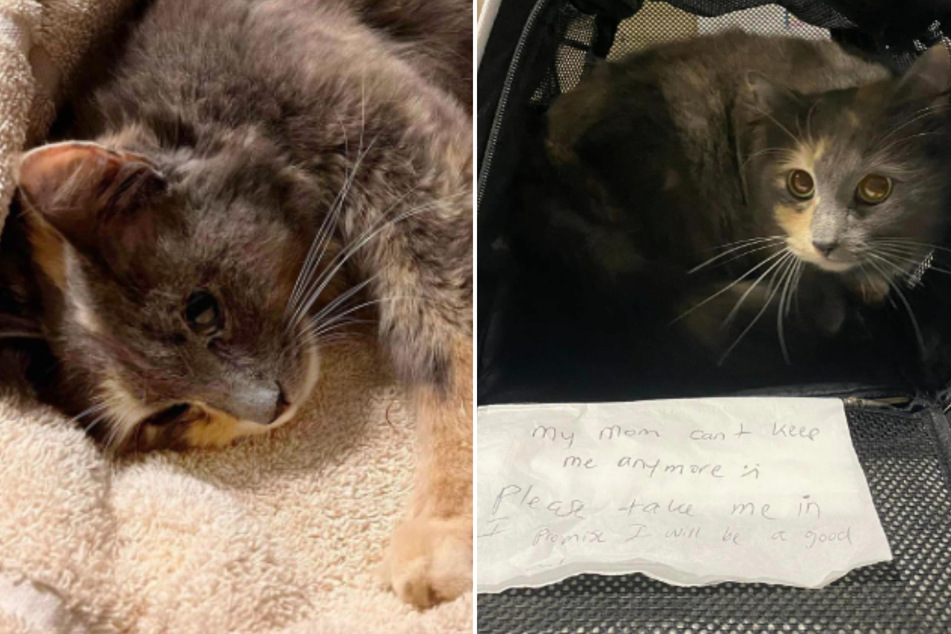 This cat was abandoned with a heartbreaking note, and a belly full of kittens.