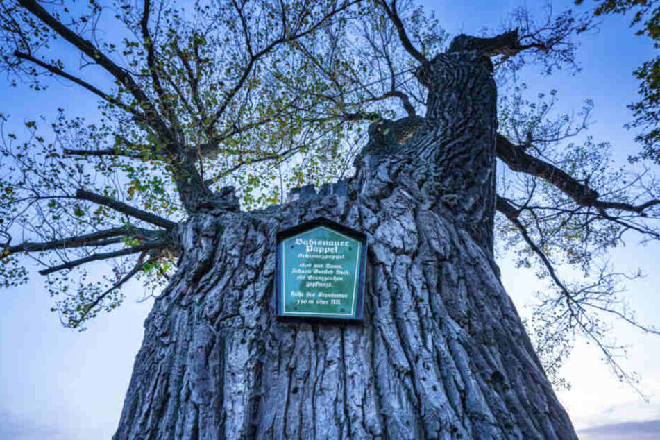 Sächsischer BaumProfessor macht alte Bäume zum