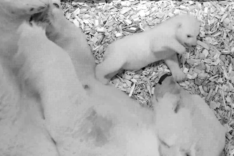 Das vom Tierpark Berlin zur Verfügung gestellte Handout zeigt Eisbärin Tonja mit ihrem Jungtier. Gut acht Wochen nach der Geburt beginnt der kleine Eisbär zu krabbeln