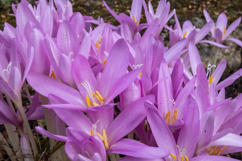 Fehlende Blätter und sechs Staubgefäße: Daran erkennt man Herbstzeitlose.