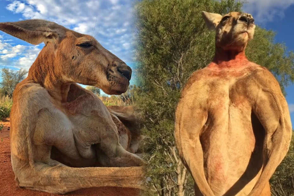 Australien trauert: Muskelprotz-Känguru Roger ist tot!