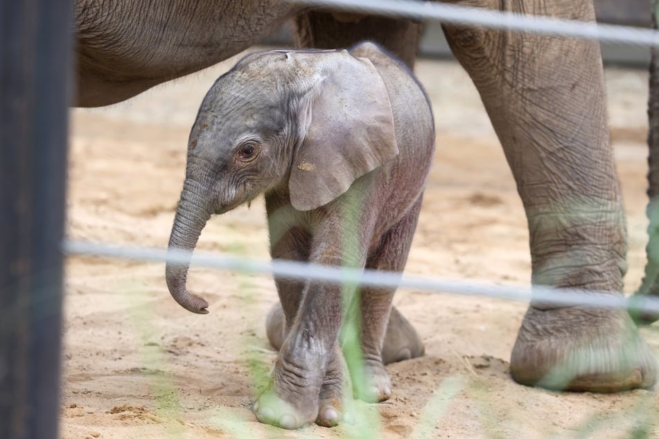 Das neugeborene Elefantenbaby im Magdeburger Zoo ist ein Weibchen.
