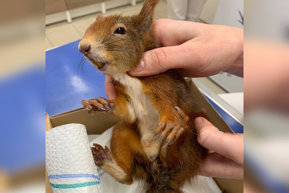 Auch dieses Eichhörnchen brauchte medizinische Hilfe.