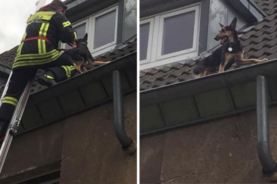 Mit einer 14 Meter langen Leiter musste der Hund vom Dach gerettet werden.