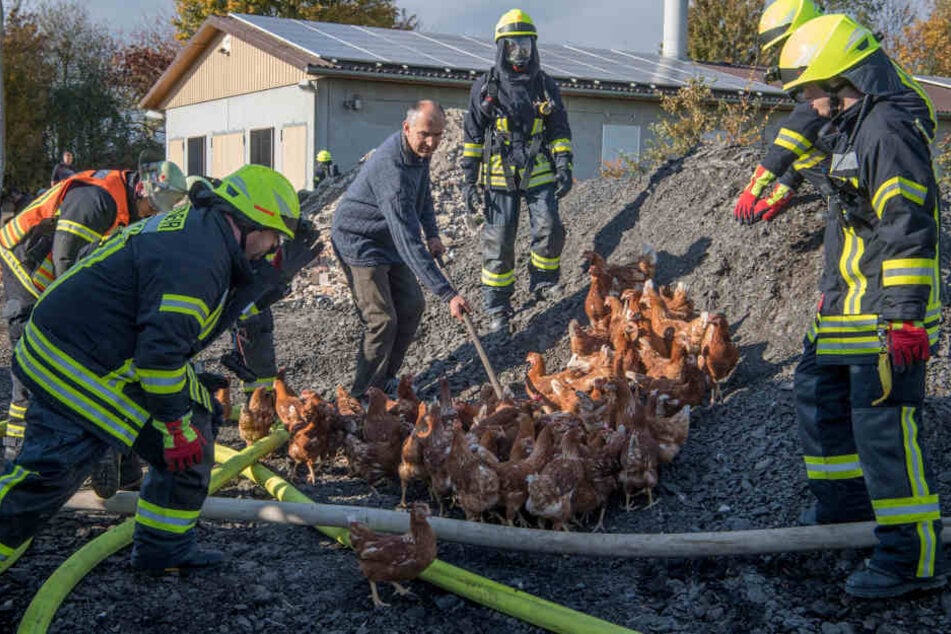 5000 Hühner verendeten qualvoll in den Flammen, einige überlebten.