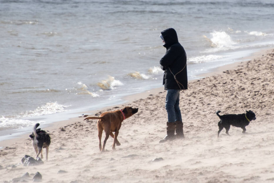 Eine Frau geht mit ihren Hunden bei stürmischem Wetter an der Elbe spazieren.