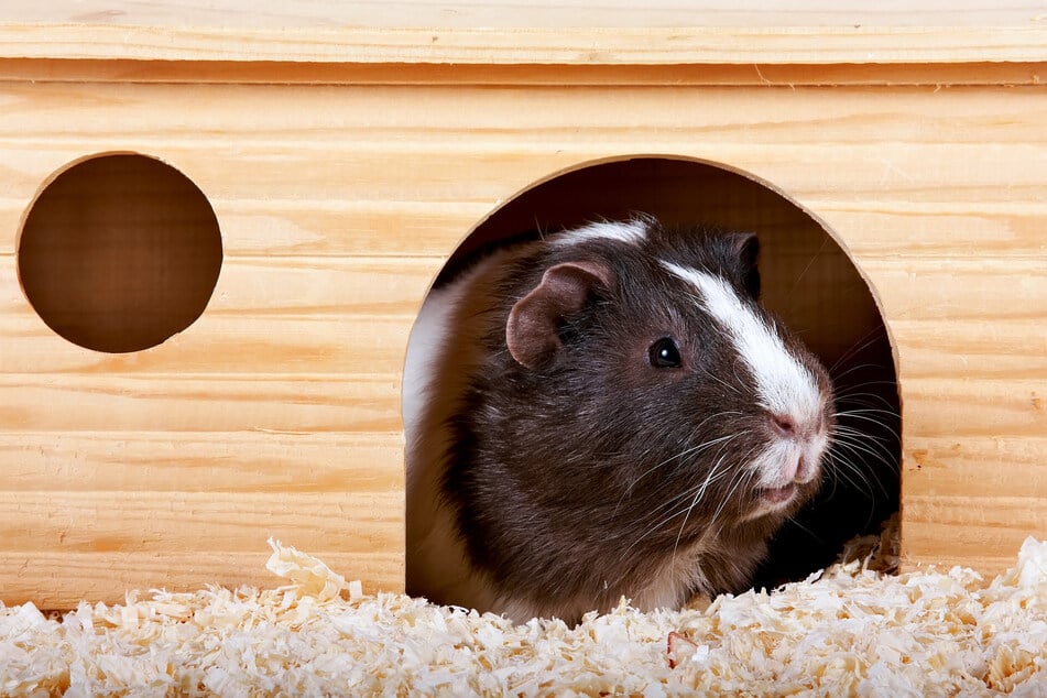 Ein artgerechtes Meerschweinchengehege bietet mehrere Rückzugsmöglichkeiten.