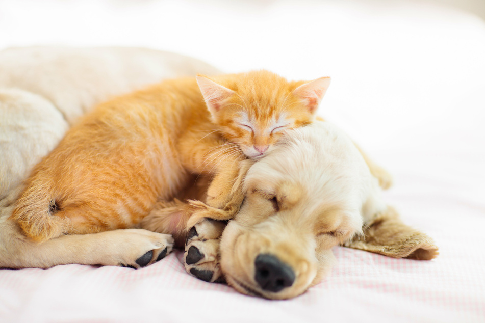 Sometimes, dogs have a fellow snoozing animal friend!