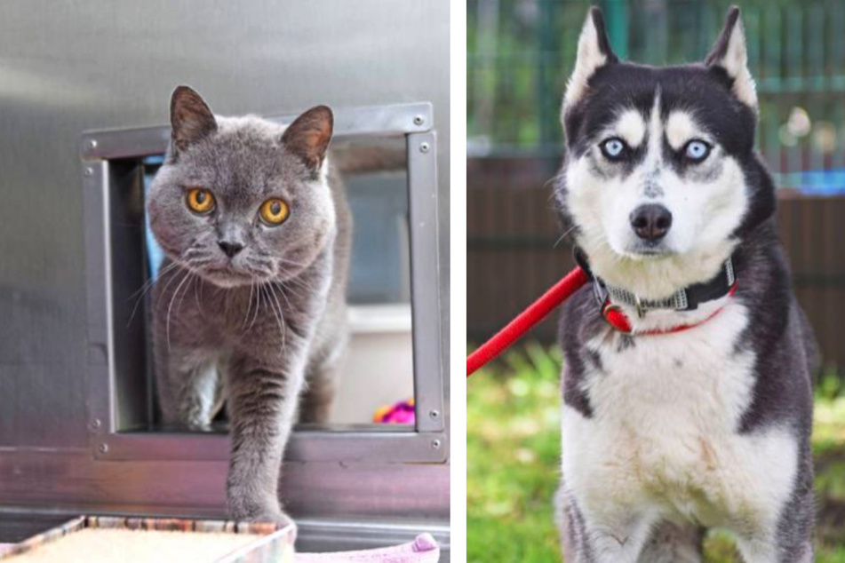 Kater Püppi und Hundedame Anouk leben jetzt im Tierheim.